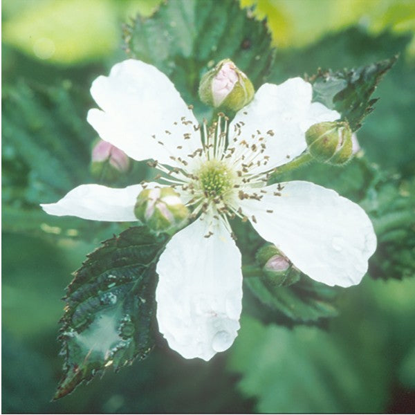 Raspberry