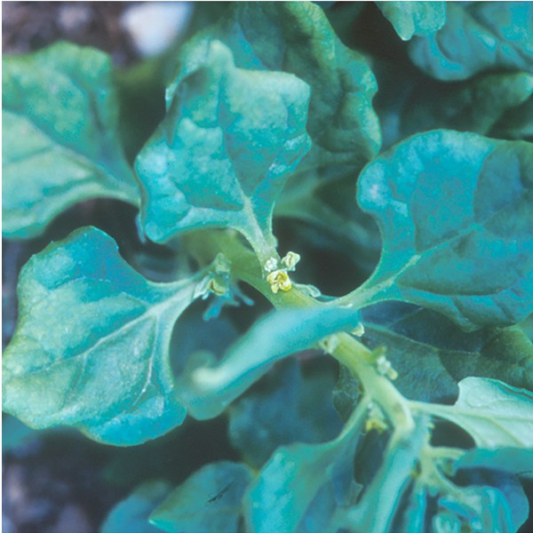 Spinach - épinard