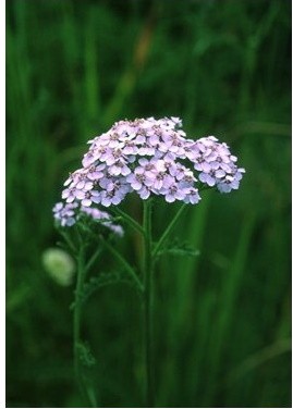 Lavender Yarrow - Alchillea borealis