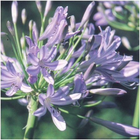 Agapanthus