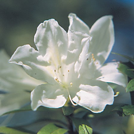 Azalea