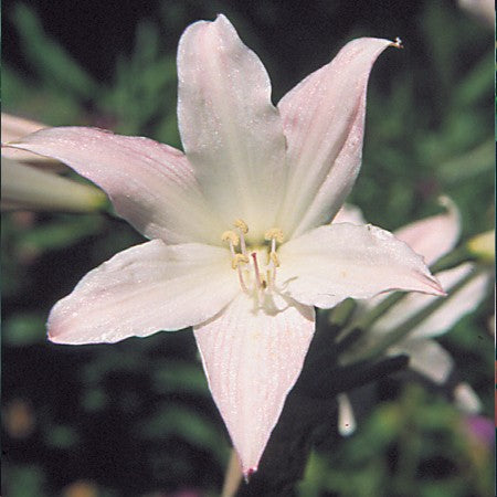 Belladonna Lily