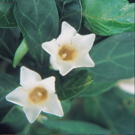 Bell Gardenia
