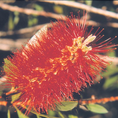 Bottle Brush