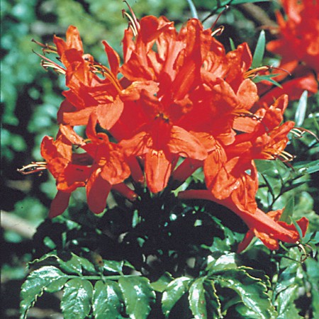 Cape Honeysuckle