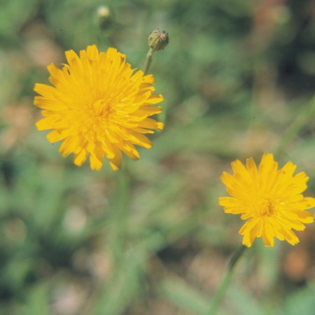 Dandelion