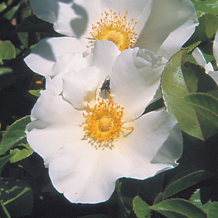 Dog Rose
