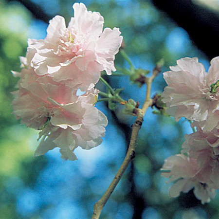 Flowering Cherry