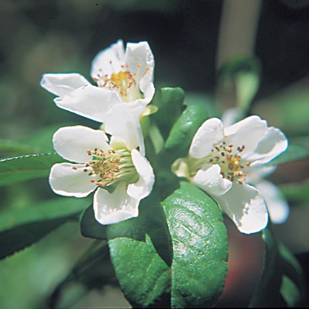 Flowering Quince