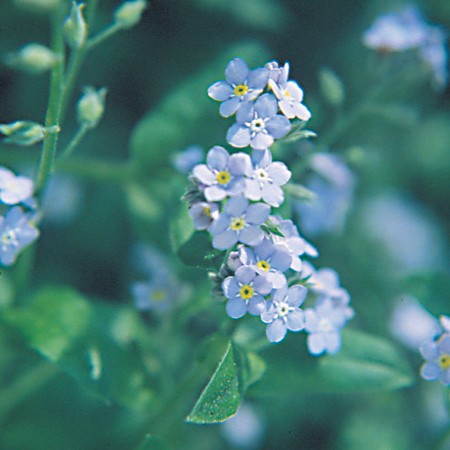 Forget-Me-Not
