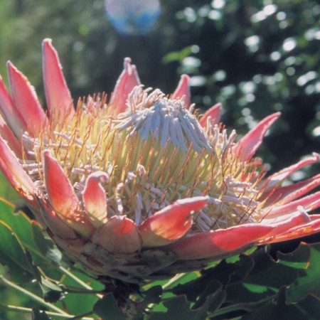 Giant Protea