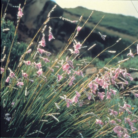 Grassy Bell