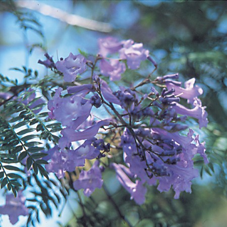 Jacaranda