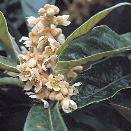 Loquat