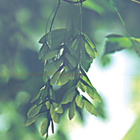 Maple