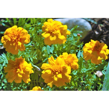 Marigold