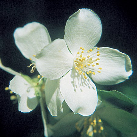 Mock Orange