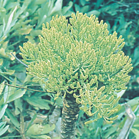 Mountain Cabbage Tree