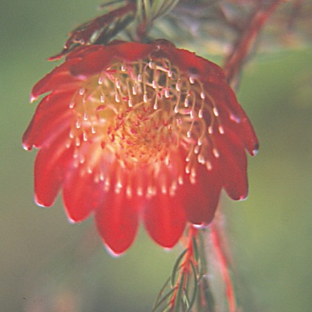 Mountain Rose