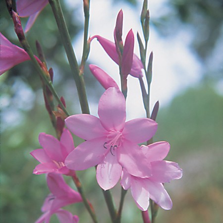 Pink Watsonia