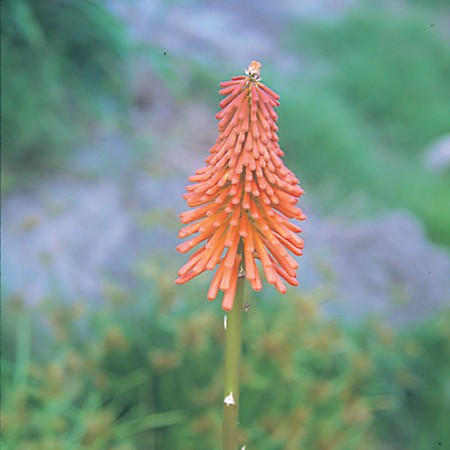 Red Hot Poker