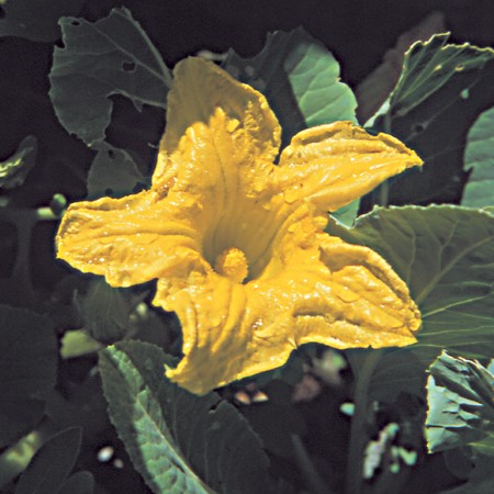 Squash