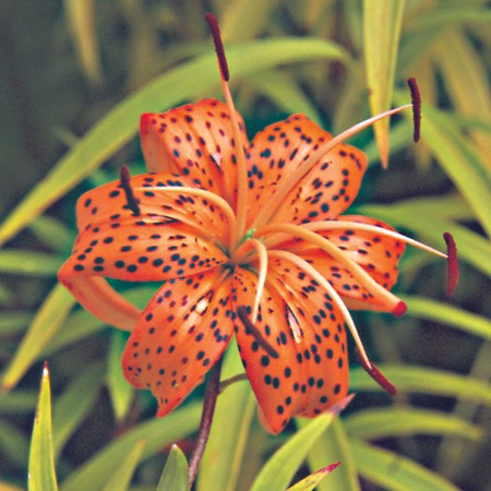 Tiger Lily