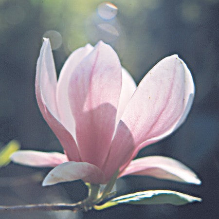 Tulip Magnolia