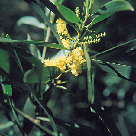 Wattle