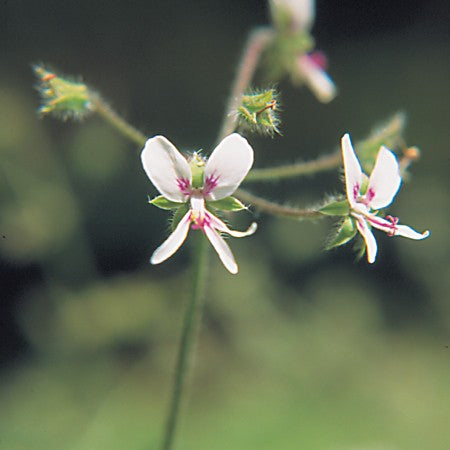 White Geranium
