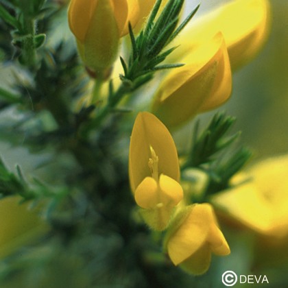 Ajonc (Gorse)