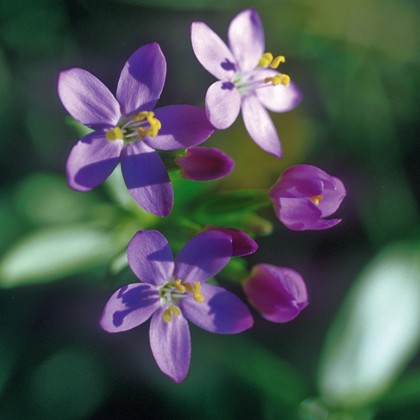 Centaurée (Centaury)