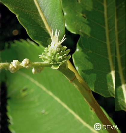 Châtaigner (Sweet Chestnut)