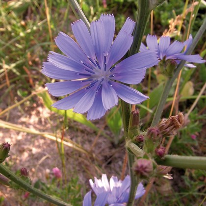 Chicorée (Chicory)