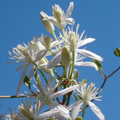 Clématite (Clematis)