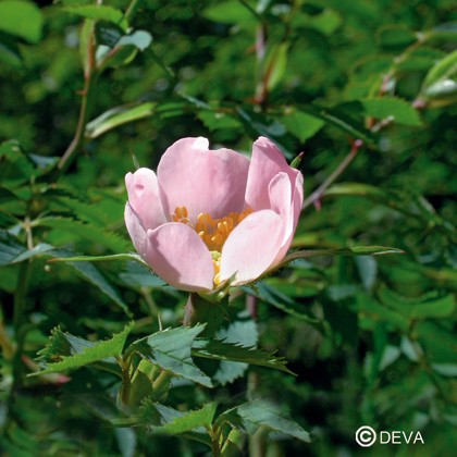 Eglantier (Wild Rose)