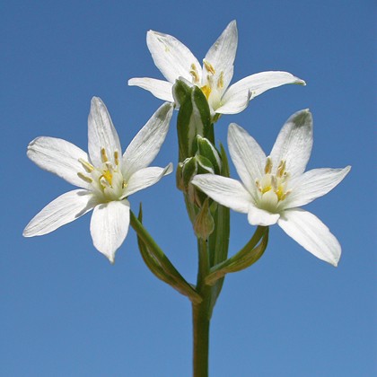 Etoile de Bethléem (Star of Bethlehem)