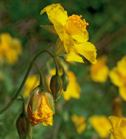 Hélianthème (Rock Rose)