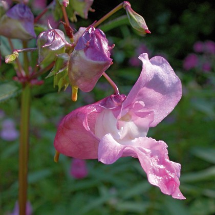 Impatience (Impatiens)