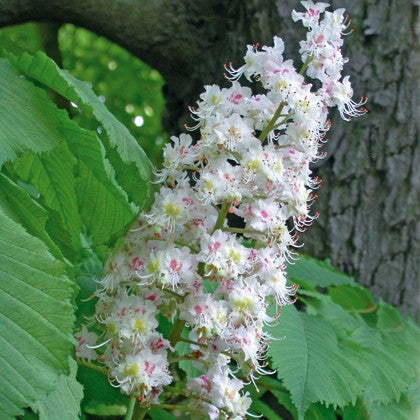 Marronnier blanc (White chestnut)