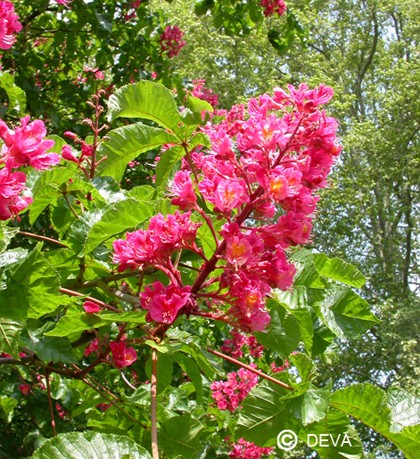 Marronnier Rouge (Red Chestnut)