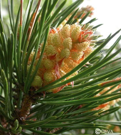 Pin Sylvestre (Pine)
