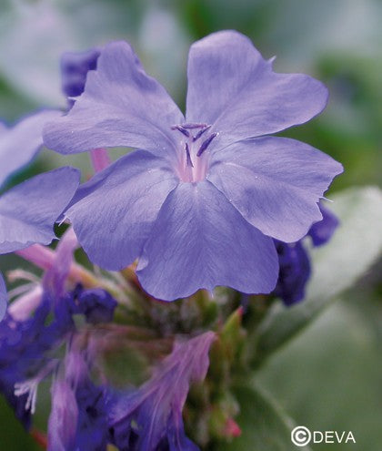 Plumbago (Cerato)