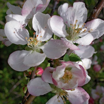Pommier sauvage (Crab apple)