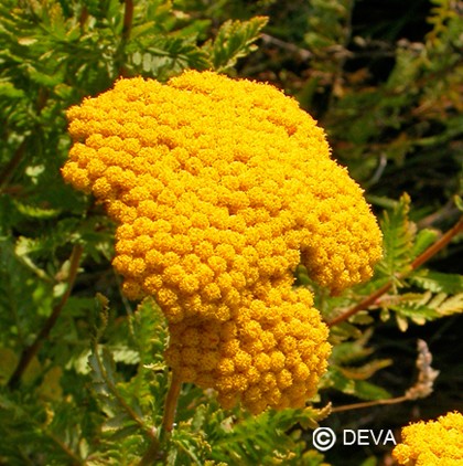 Achillée jaune (Yellow Yarrow)