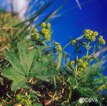 Alchemille Commune (Lady's Mantle)