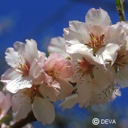 Amandier (Almond)