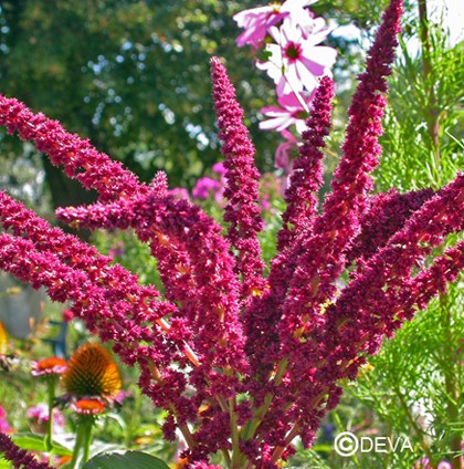 Amarante (Amaranthus)