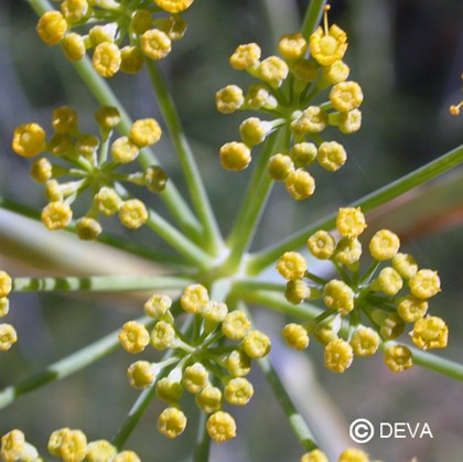 Aneth (Dill)