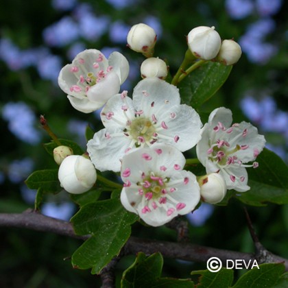 Aubépine (Hawthorn)